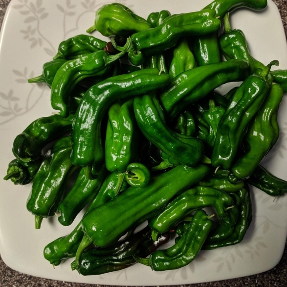 Shishito Pepper Seeds - Picture 2 of 3